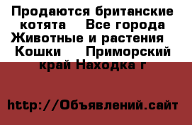 Продаются британские котята  - Все города Животные и растения » Кошки   . Приморский край,Находка г.